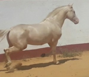 Polo 2