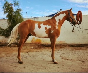 Spanischer Pinto 1