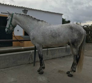 Bartolo 1